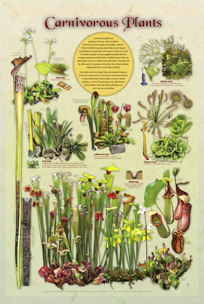 carnivorous plants poster
