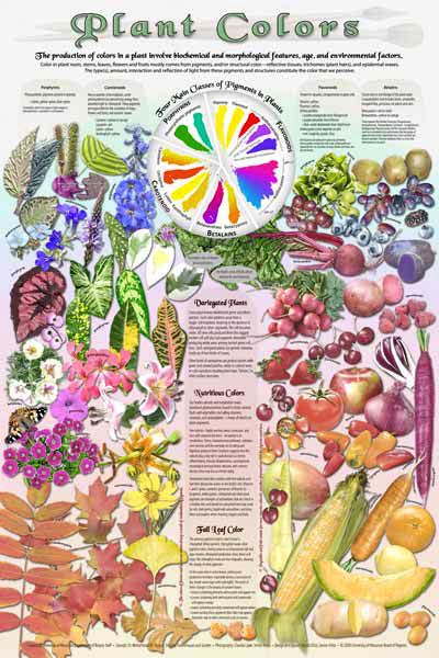 plant colors poster