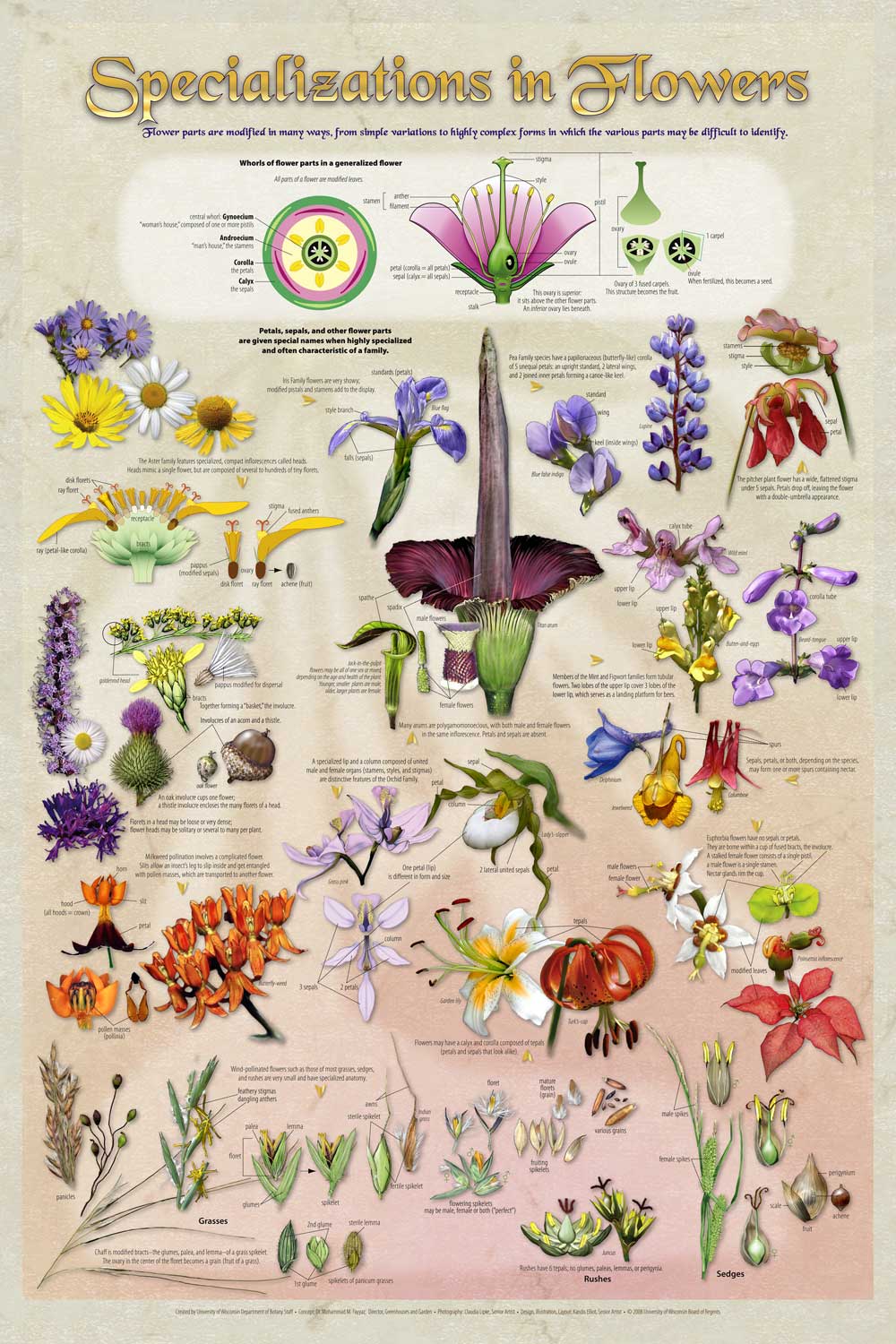 flower botany