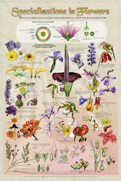 Specializations in Flowers poster