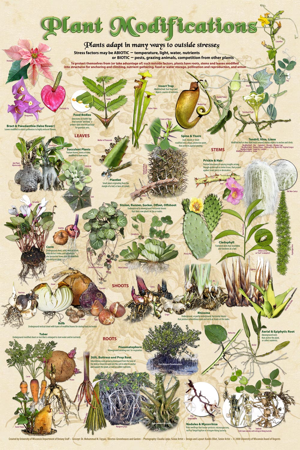 Plants Chart Posters