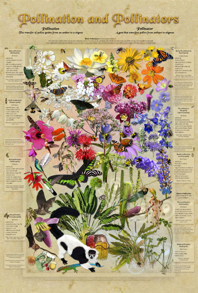 Pollination and Pollinators poster