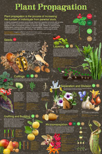 Plant Propagation poster