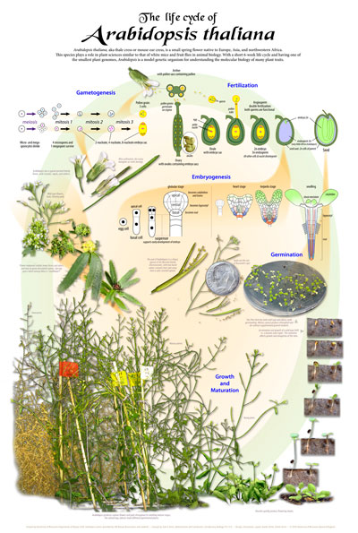 Life Cycle of Arabidopsis thaliana poster