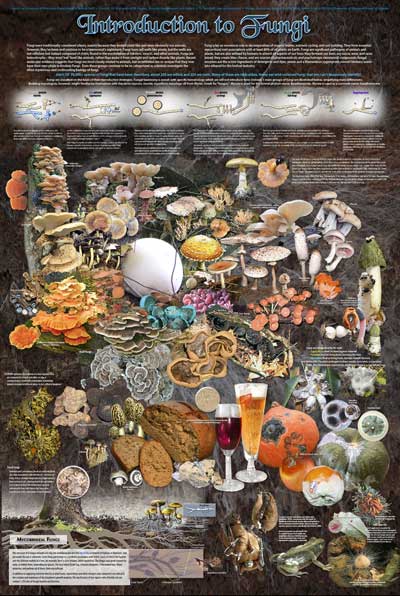 Introduction to Fungi poster