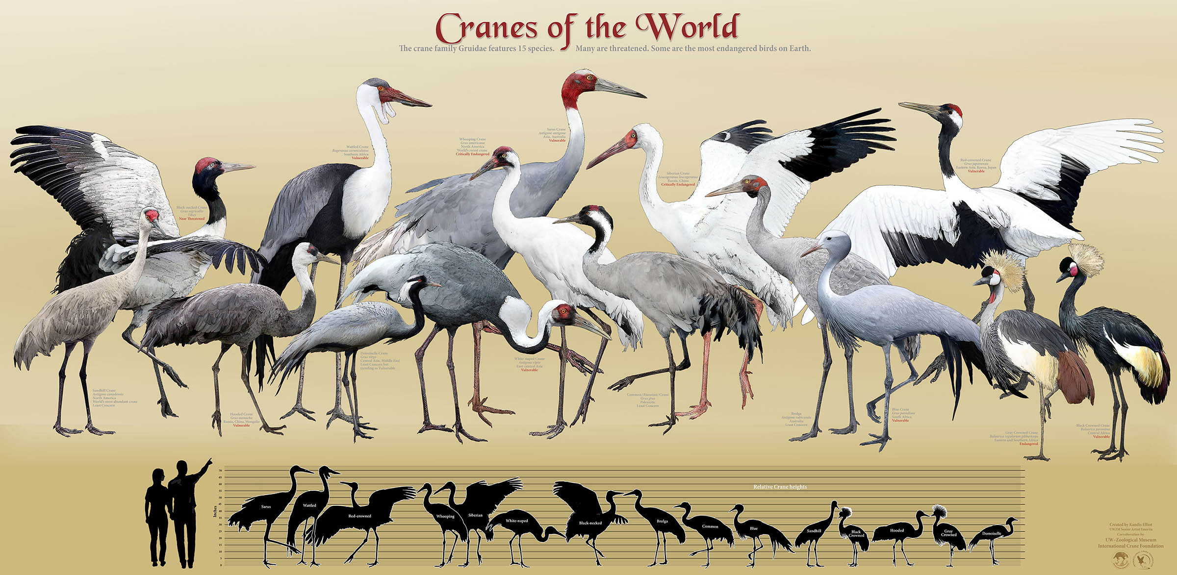 Cranes of the World