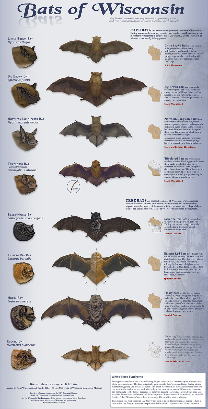 Bats of Wisconsin
