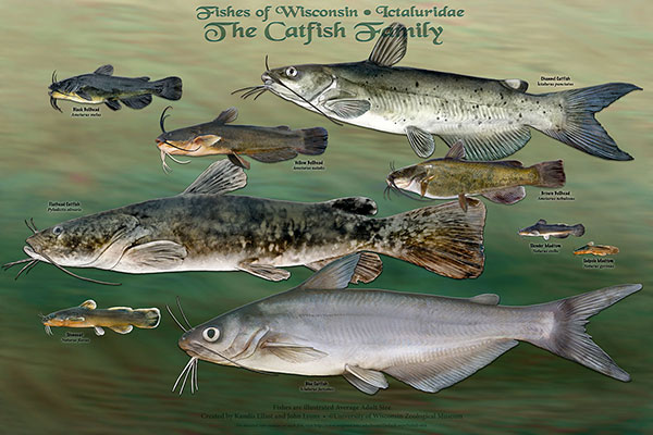 The Catfish Family
