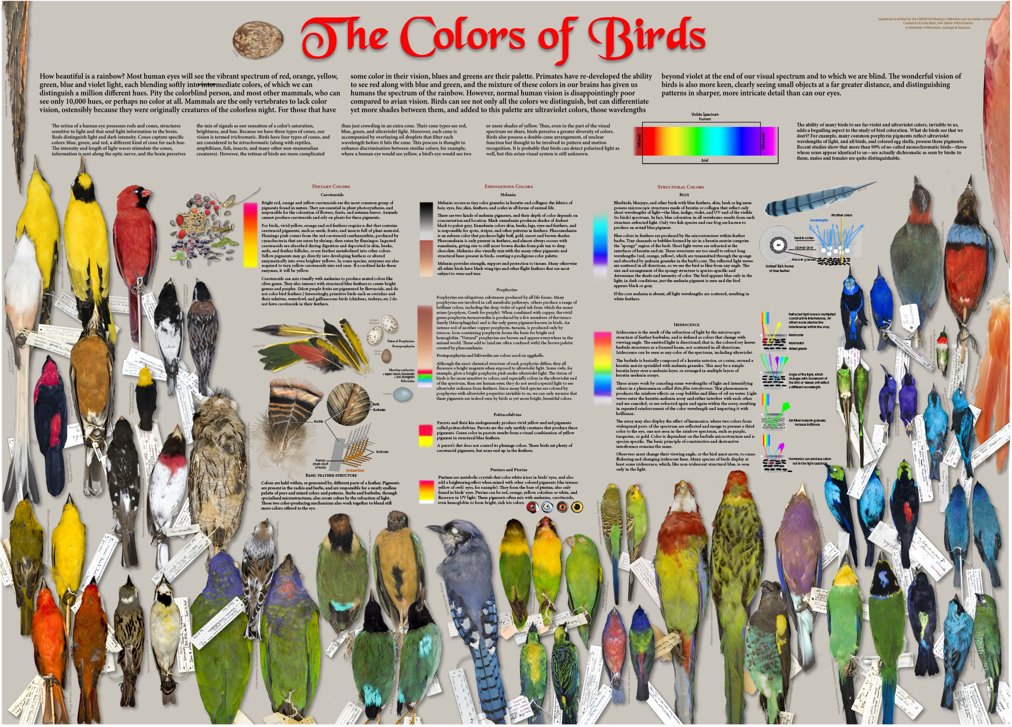 The Colors of Birds