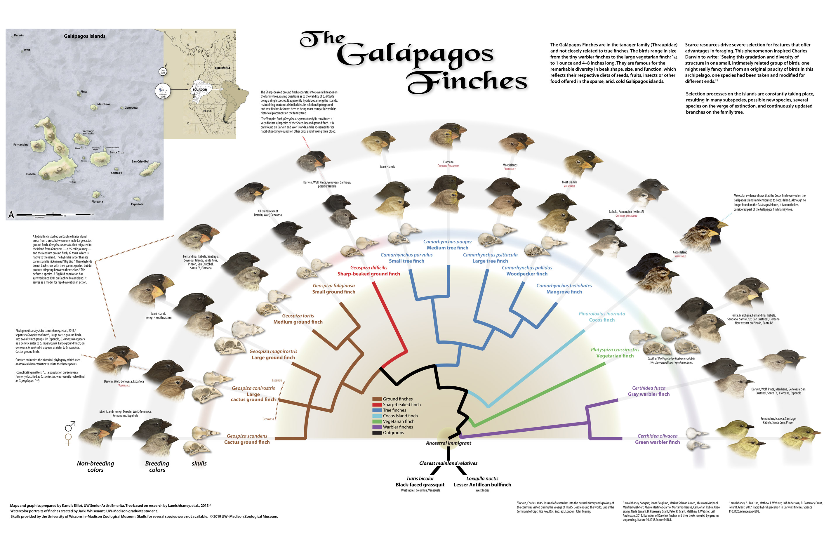 Galapagos Finches