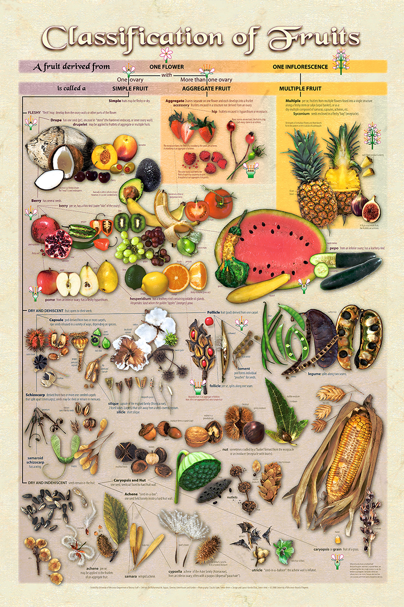 Classification of Fruits