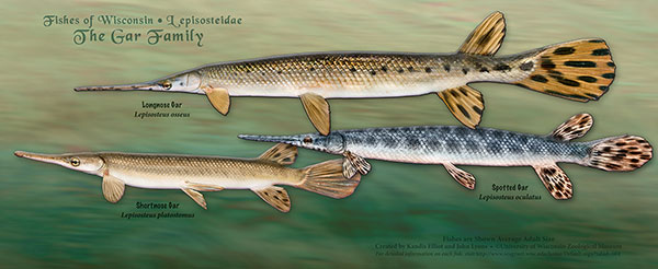 The Gar Family