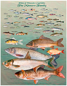 The Minnow Family