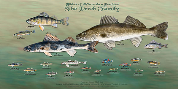 The Perch Family