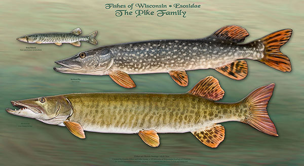 The Pike Family