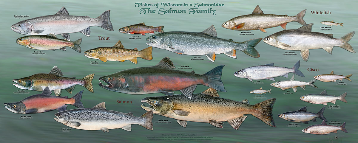The Salmon Family