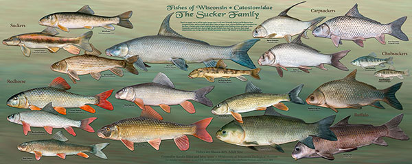 The Sucker Family