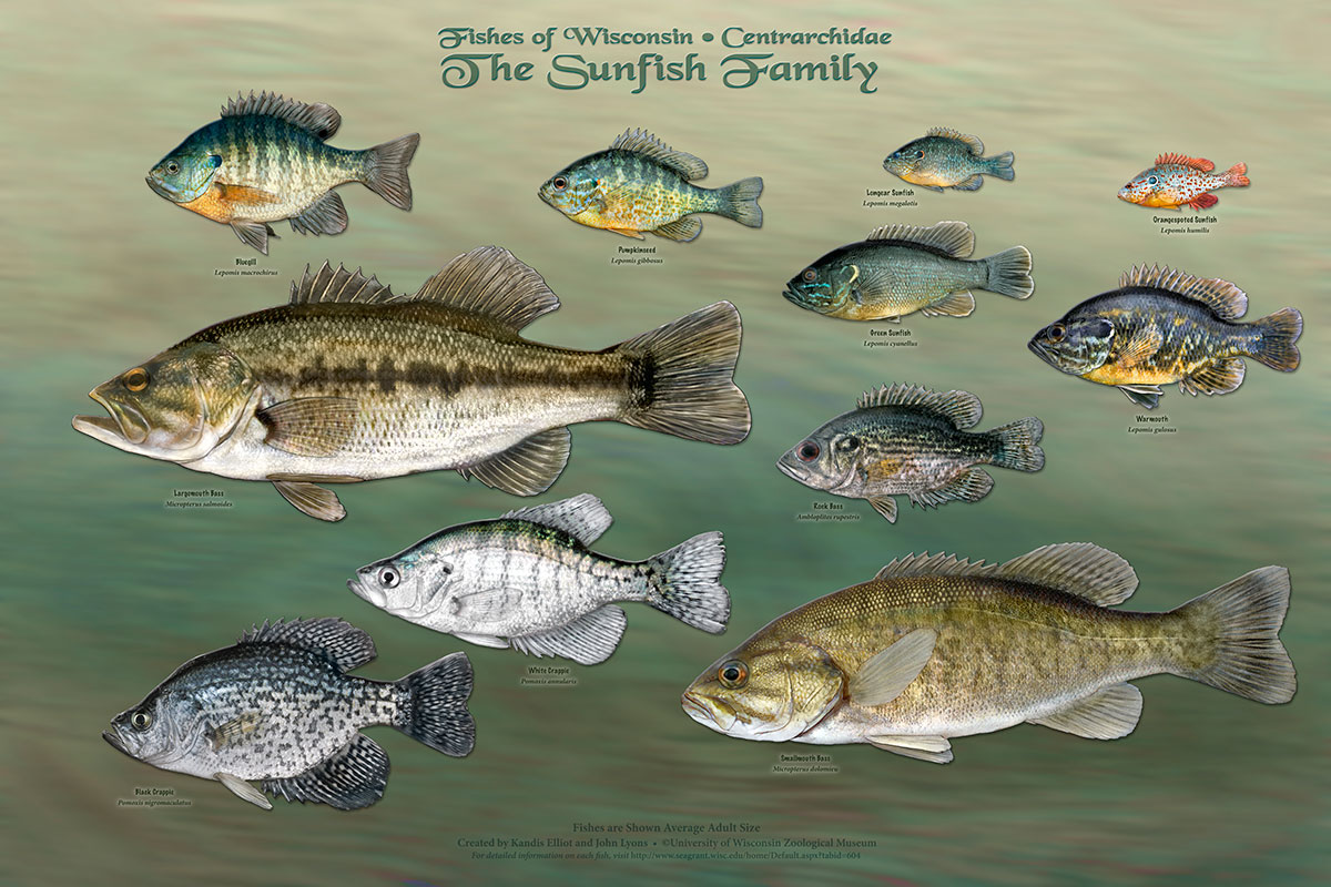 The Sunfish Family