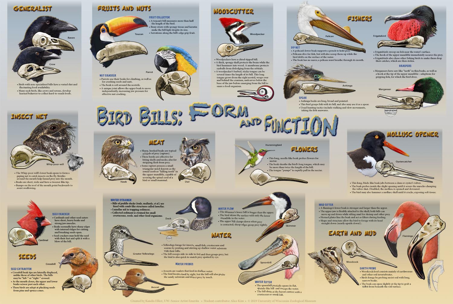 Bird Bills