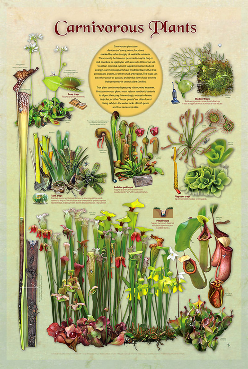 Carnivorous Plants