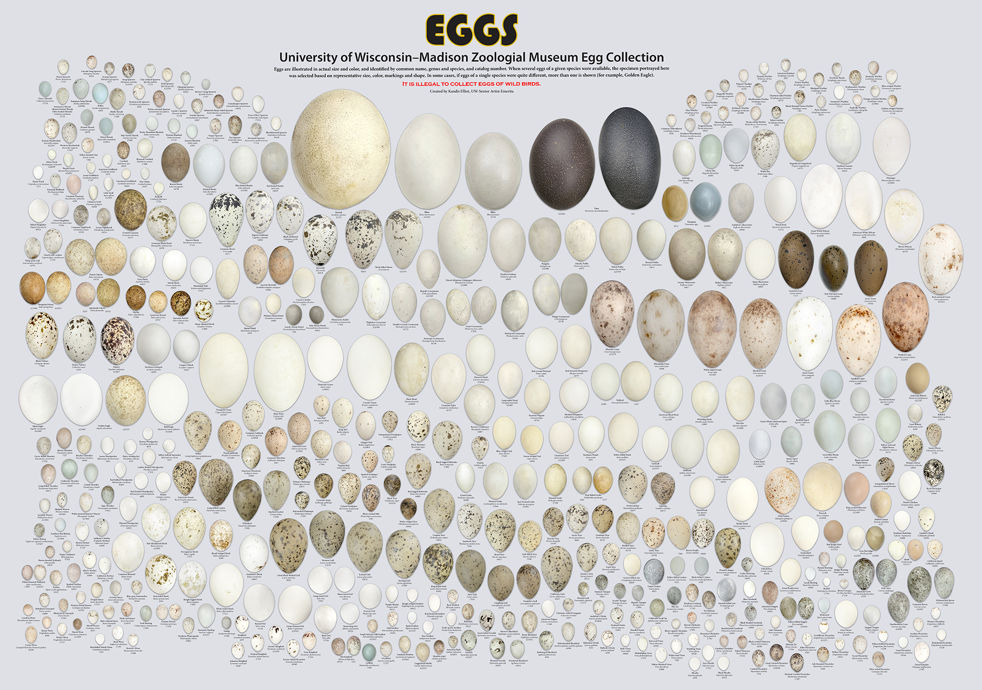 UW-Madison Zoological Museum Egg Collection