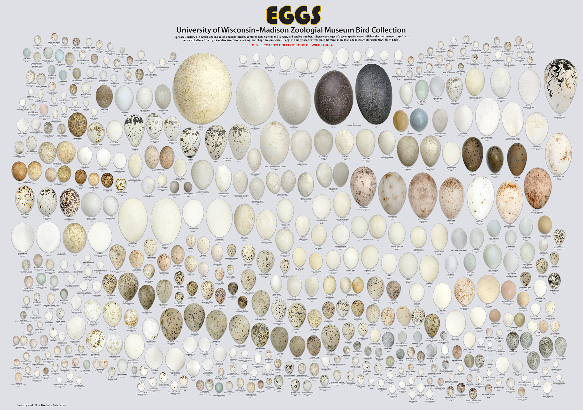 UWZM bird collection: EGGS