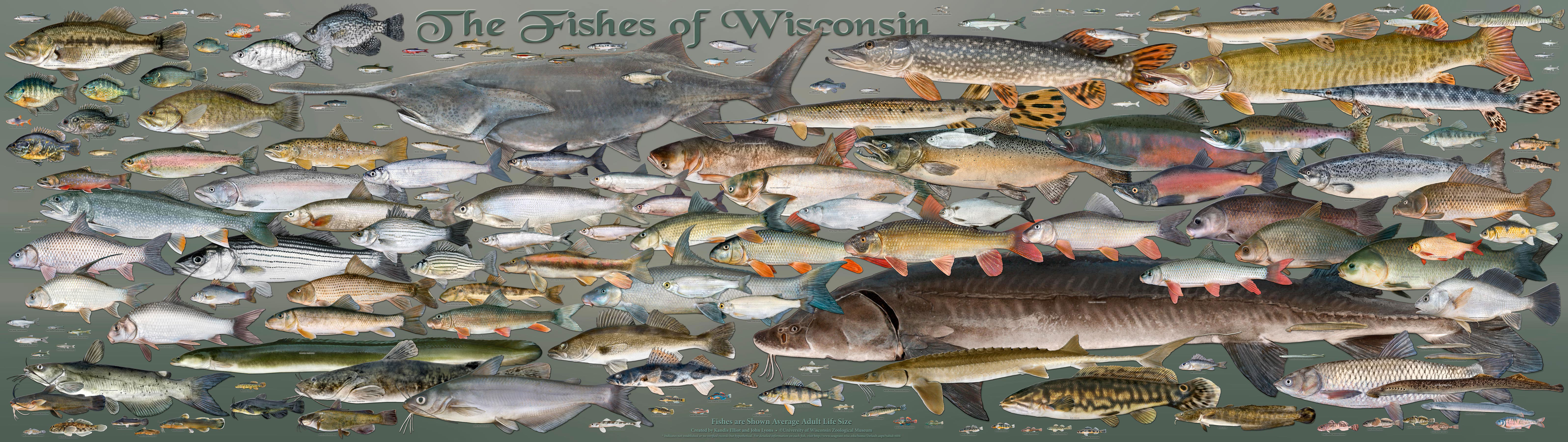 New Fishes of Wisconsin Poster
