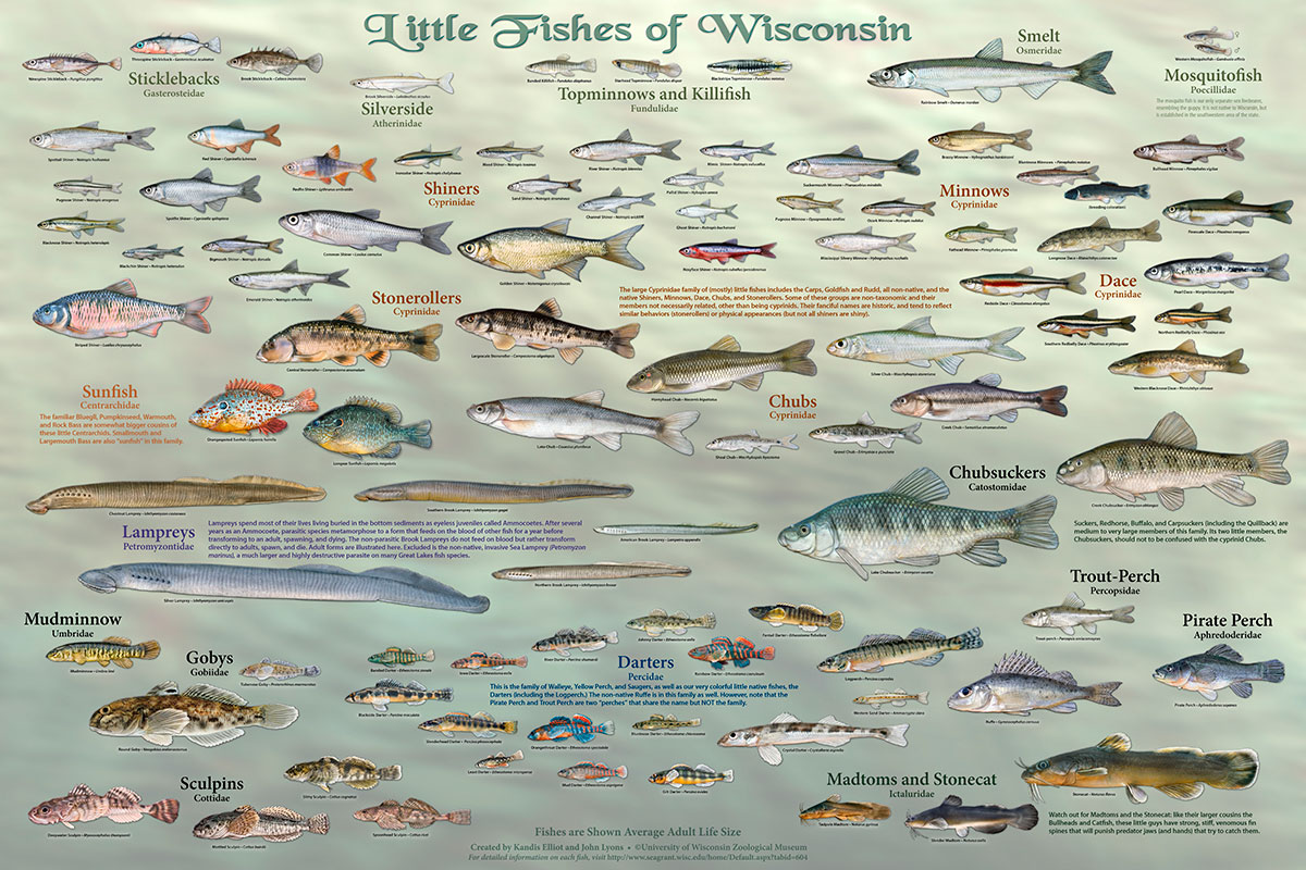 Little Fishes of Wisconsin